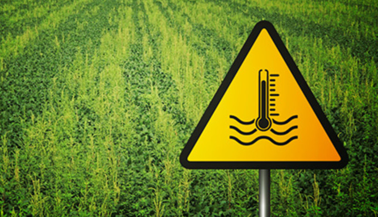 La temperatura del agua afecta la performance de los herbicidas