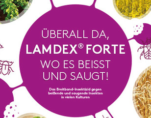 LAMDEX FORTE - Content - Card