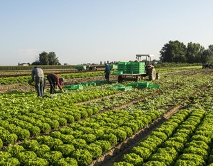 Farmers harvesting cabbage 