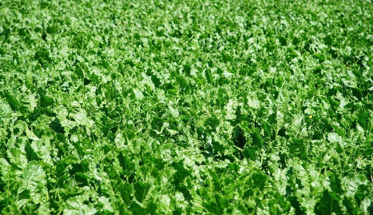 Healthy beet with CUSTODIA® fungicide
