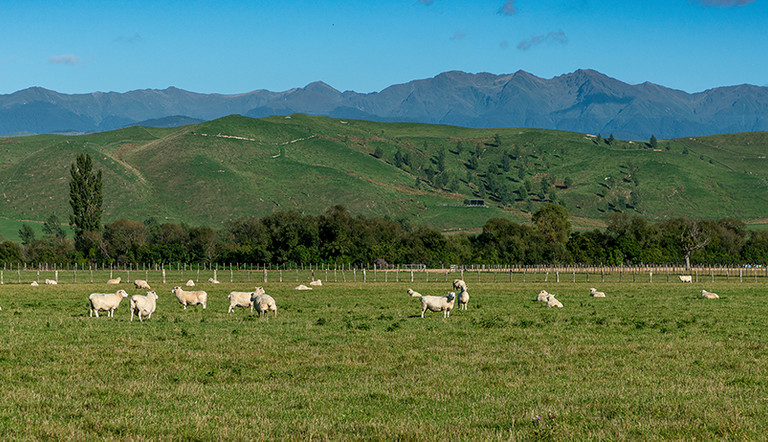 Pasture grazing sheep