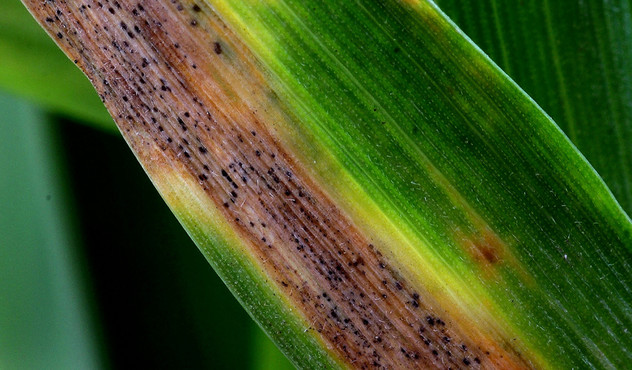 Septoria infected wheat