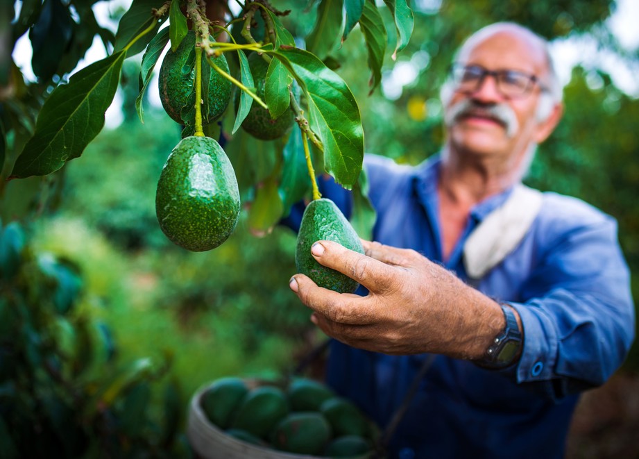Farmer picks an avocado_web