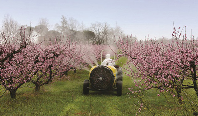 Kulturen - Obstbau - Apfelblüte