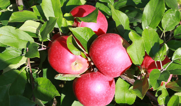 Kulturen - Obstbau rote Apfelsorte