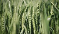 Кантик пшеница