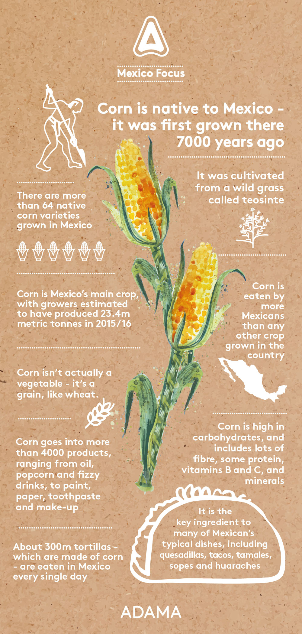 Mexican corn infographic