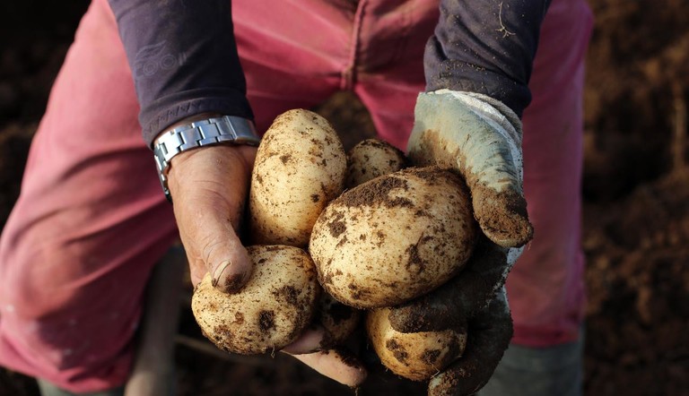 Picking potatoes