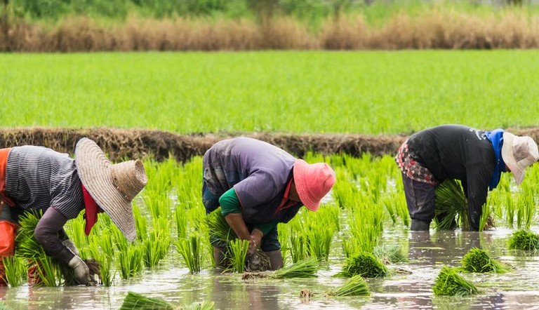 Farmers in Rice Field