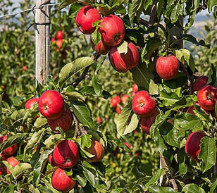 Apple and pear growing regions may shift to cooler climes to reduce the risks of pest and disease build up and summer drought