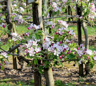 Flowering synchronization is important in commercial fruit production, influencing maturity, harvest date and storage