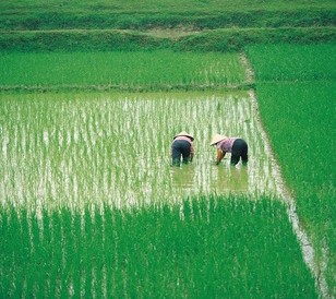 Chinas farmers produce crops