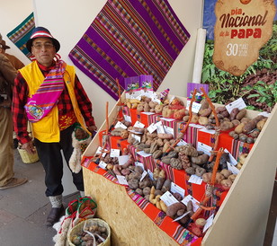 Peruvian farmer at the World Potato Congress showing some of the 6000 varieties of potatoes.