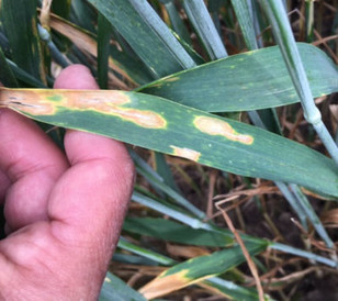 Snow mould spots on leaves grow and expand fast