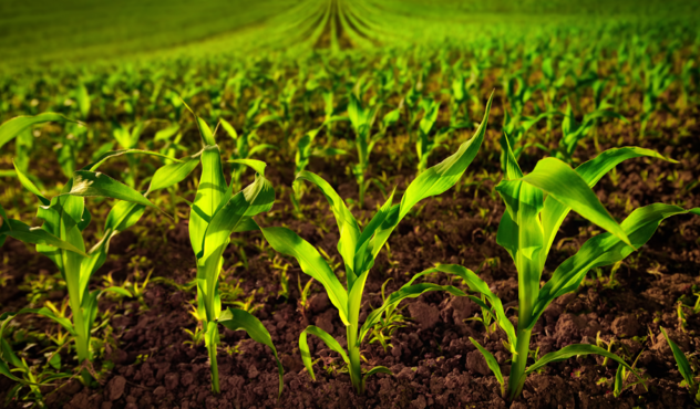 Young maize plants in a field