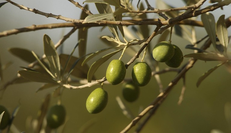 Aceitunas de un olivo