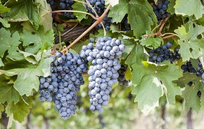 Uvas cultivo de viña