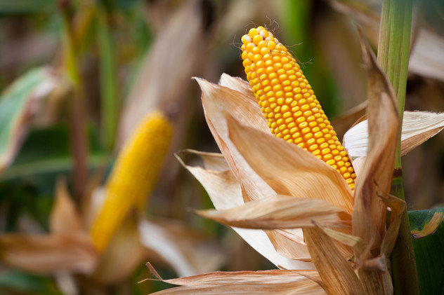 corn picture 