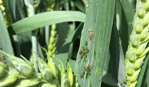 Grain aphid on wheat