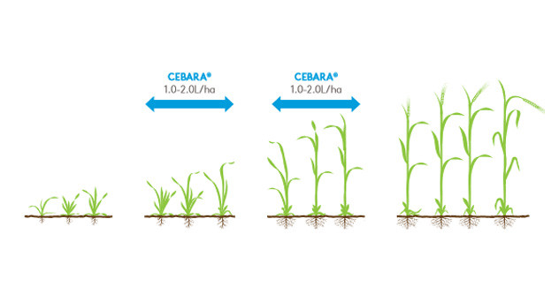 Cebara crop information