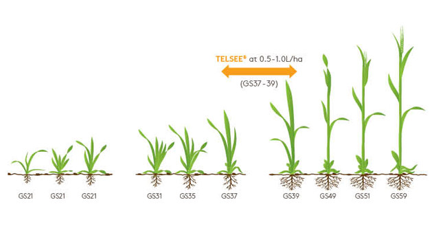 Telsee Growth Diagram