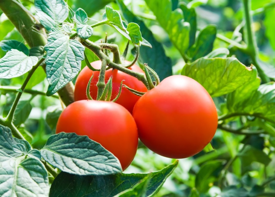 tomato_crop_page.jpg