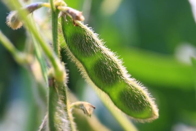 Soybean close up