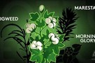 use cotoran for stress-free weed control thumbnail