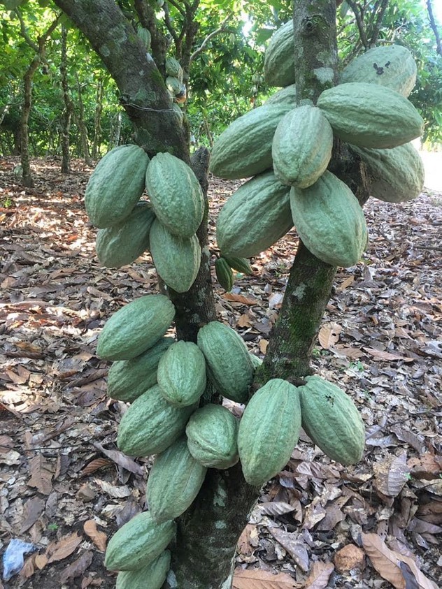 Aceta Star shields your precious cocoa field against wide range of insects and pests for abundant harvest.