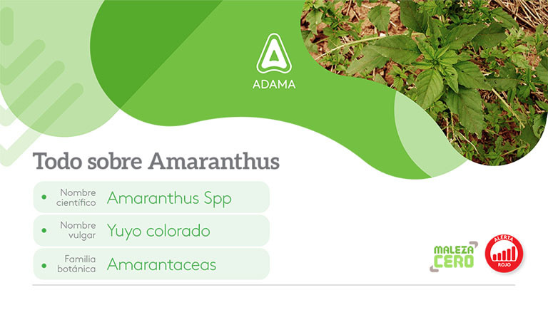 Infografía amaranthus