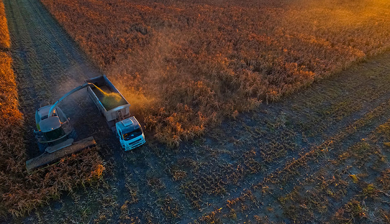 Con Mayoral llega la solución que libera el potencial del sorgo igrowth