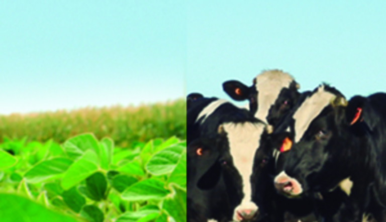 Hacia planteos mixtos, con pasturas sanas