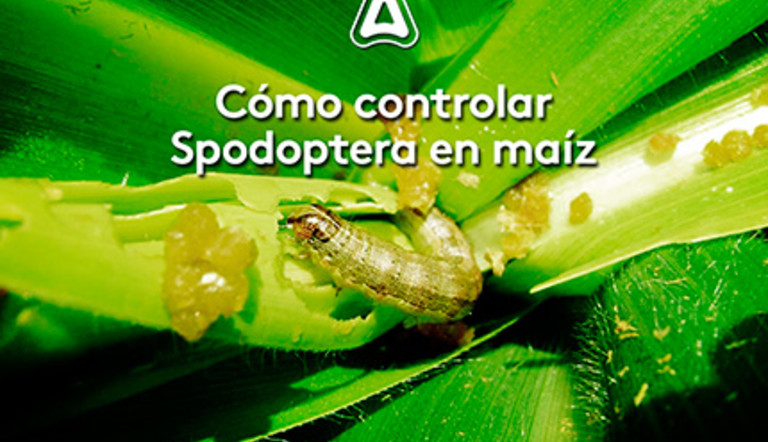 Cómo controlar Spodoptera en maíz, sin perder lo ganado