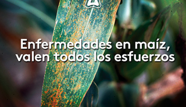 Realmente vale la pena controlar las enfermedades del maíz