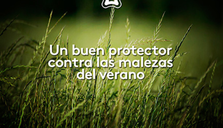 Las malezas no se toman vacaciones
