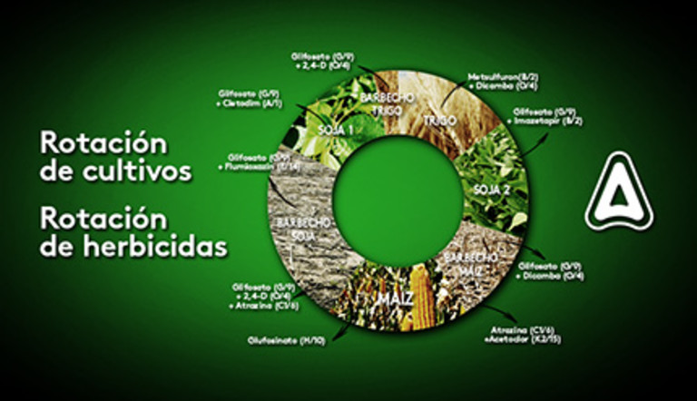 Mucho trigo, mucha rotacion por proteger