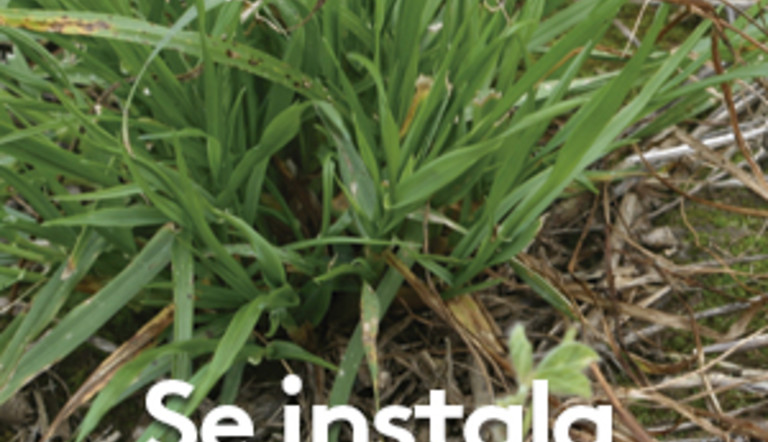 Se instala el raigrás resistente como problemática de los barbechos de invierno