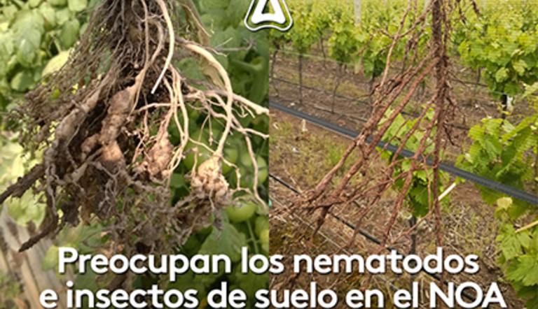 Preocupan los nematodos e insectos de suelo en el NOA