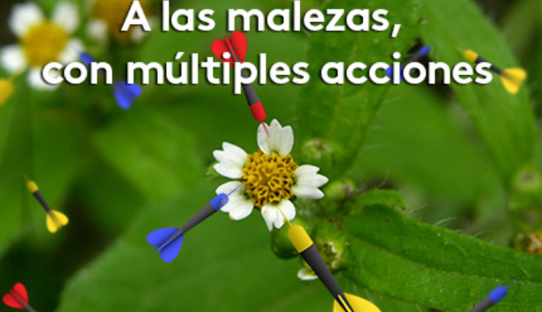 Multiples acciones