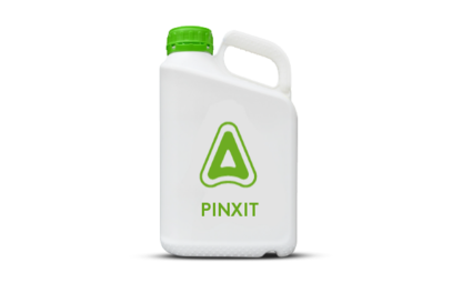 Pinxit