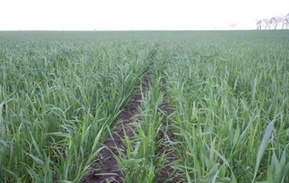 Se detectó la presencia de roya del trigo en varias provincias