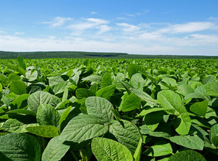Acadia Bio