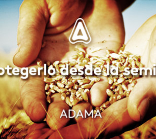 Trigo y cebada: a protegerlos desde la semilla