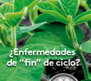 Hay condiciones ideales para la aparición de hongos