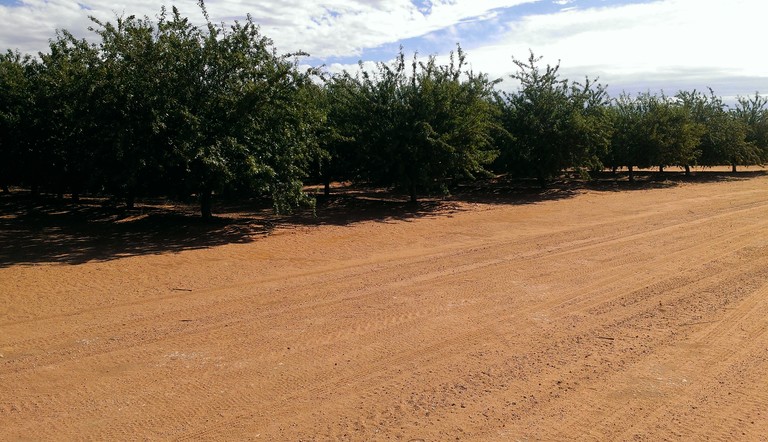 Almonds Riverland region near Loxton, South Australia