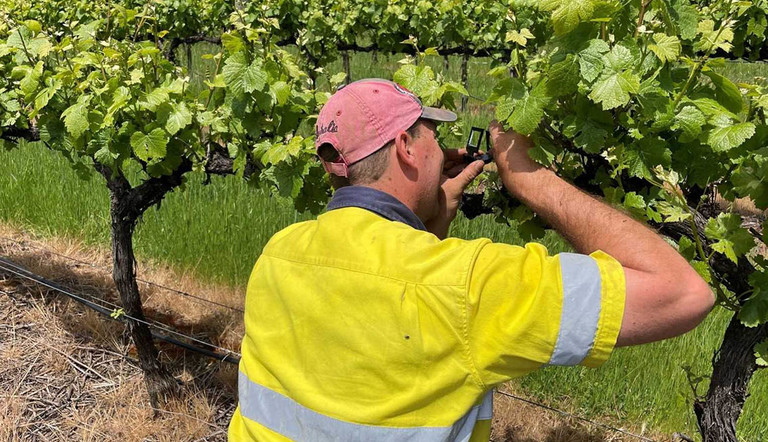 Adelaide Hills Vineyard Manager Matt Croce monitors for grapevine scale crawler emergence in Pinot Gris prior to using Trivor at E-L 19