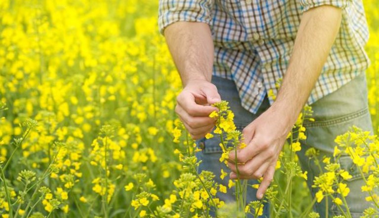 Canola