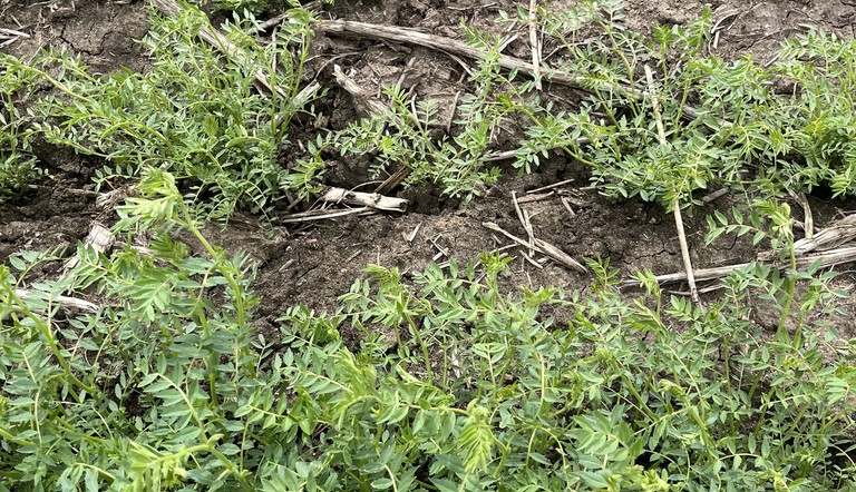Grindstone herbicide trial