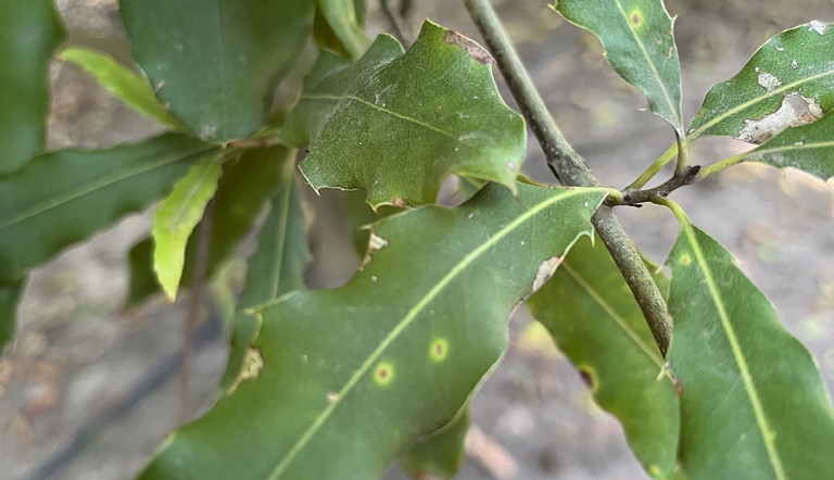 disease in Macadamia