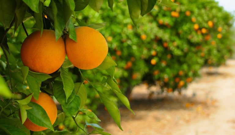 orange citrus trees